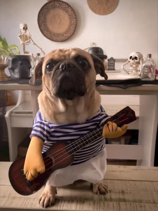 /images/uploads/pug nation rescue of los angeles/pugnation2024/entries/30963thumb.jpg